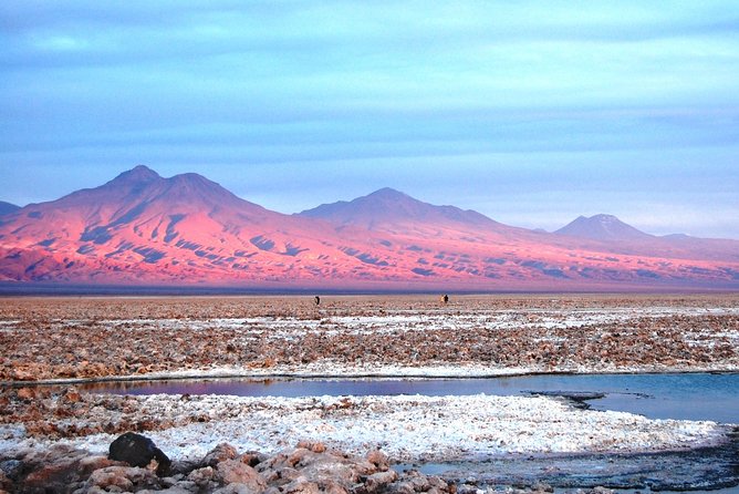 Altiplanic Lagoons & Piedras Rojas Tour from San Pedro de Atacama - Chaxa Lagoon and the Salt Crust of Soncor
