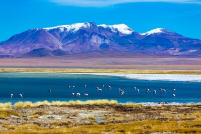 Altiplanic Lagoons & Piedras Rojas Tour from San Pedro de Atacama