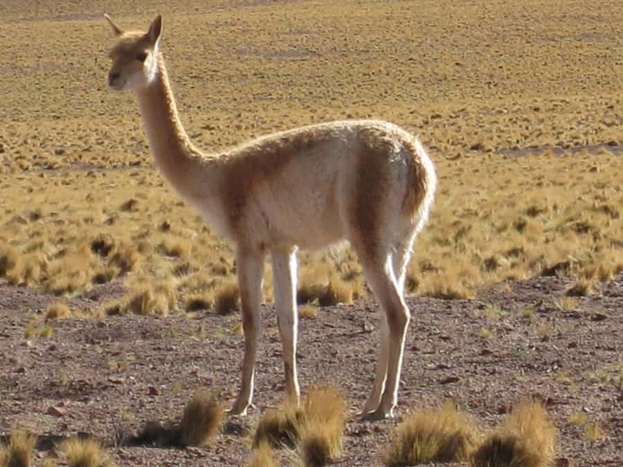 Andean Saltflats full-day with breakfast and lunch - Licancabur Volcano and the first big view