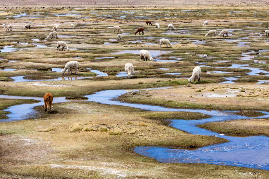 Andean Saltflats full-day with breakfast and lunch - Breakfast before the volcano views
