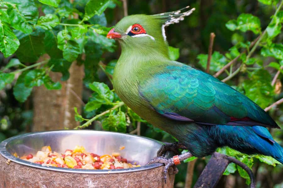 Aviary & Tricao Park Tour with Undurraga Wine Tasting - A morning of free-flying birds at Parque Tricao