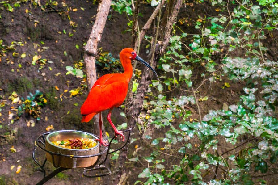 Aviary & Tricao Park Tour with Undurraga Wine Tasting - Arriving at Viña Undurraga