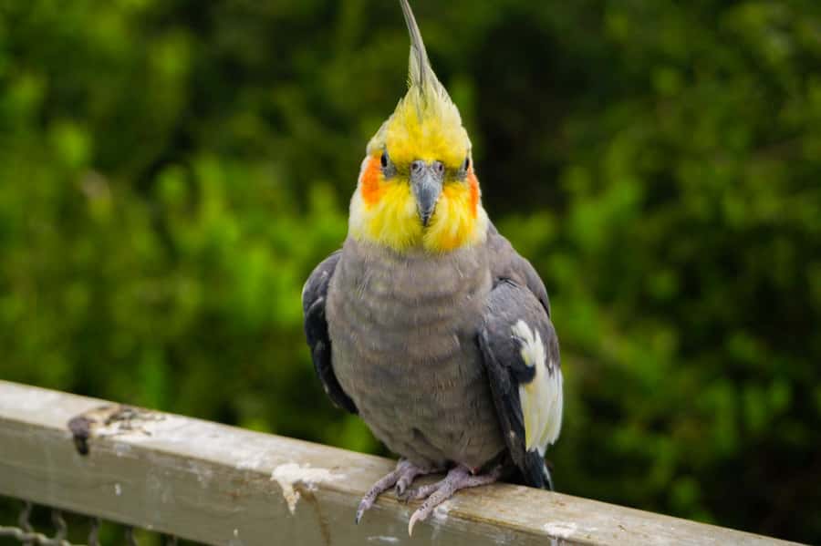 Aviary & Tricao Park Tour with Undurraga Wine Tasting - Is the $147 price fair?