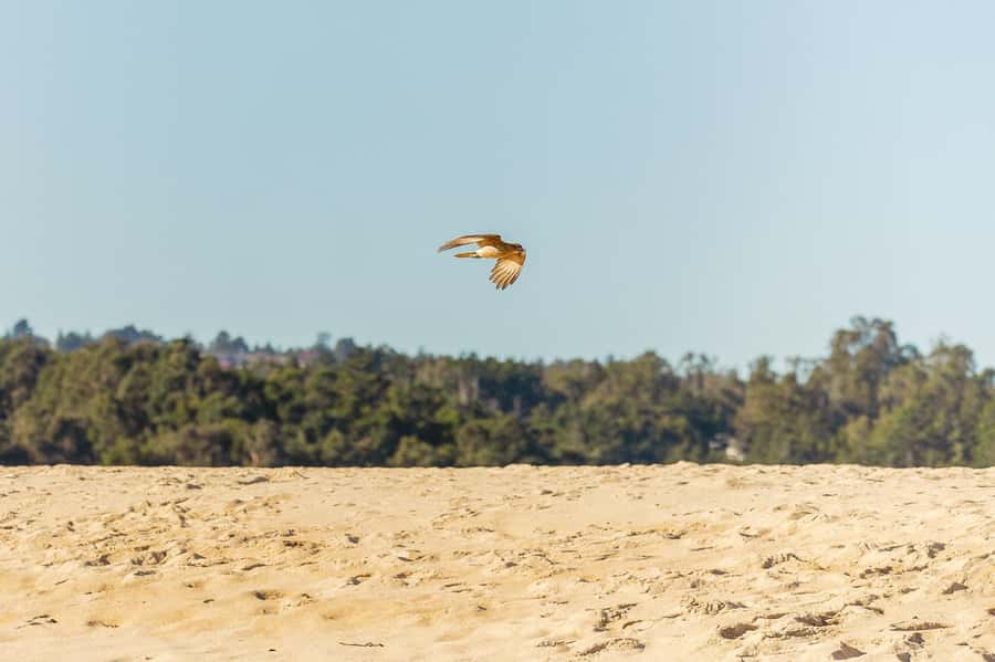 Aviary & Tricao Park Tour with Undurraga Wine Tasting - Should you book the Aviary and Tricao Park Tour?