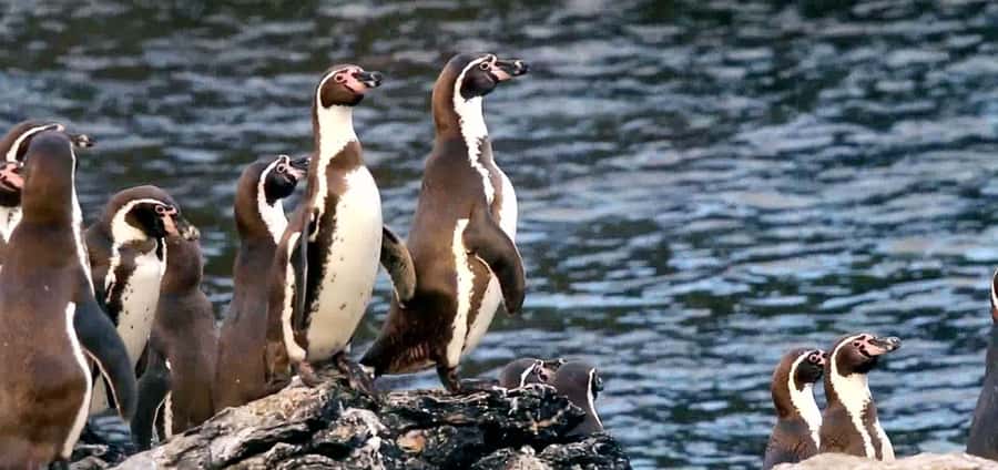 Chañaral de Aceituno boat ticket - Why Chañaral Island makes this short trip worthwhile