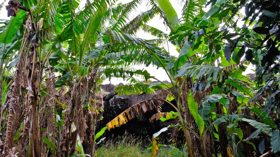Easter Island: Full Day Ancestral Caves and Orongo Village - Key points to know before booking