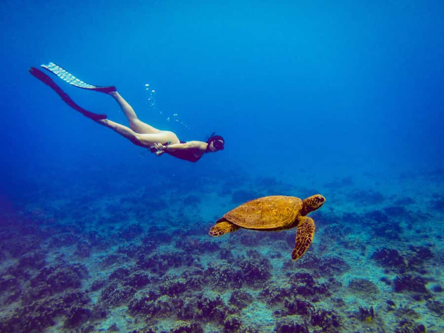 Easter island: Snorqueling tour on coral reefs - Why the swimming location can change
