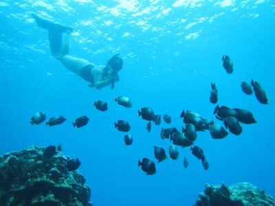 Snorqueling tour on coral reefs