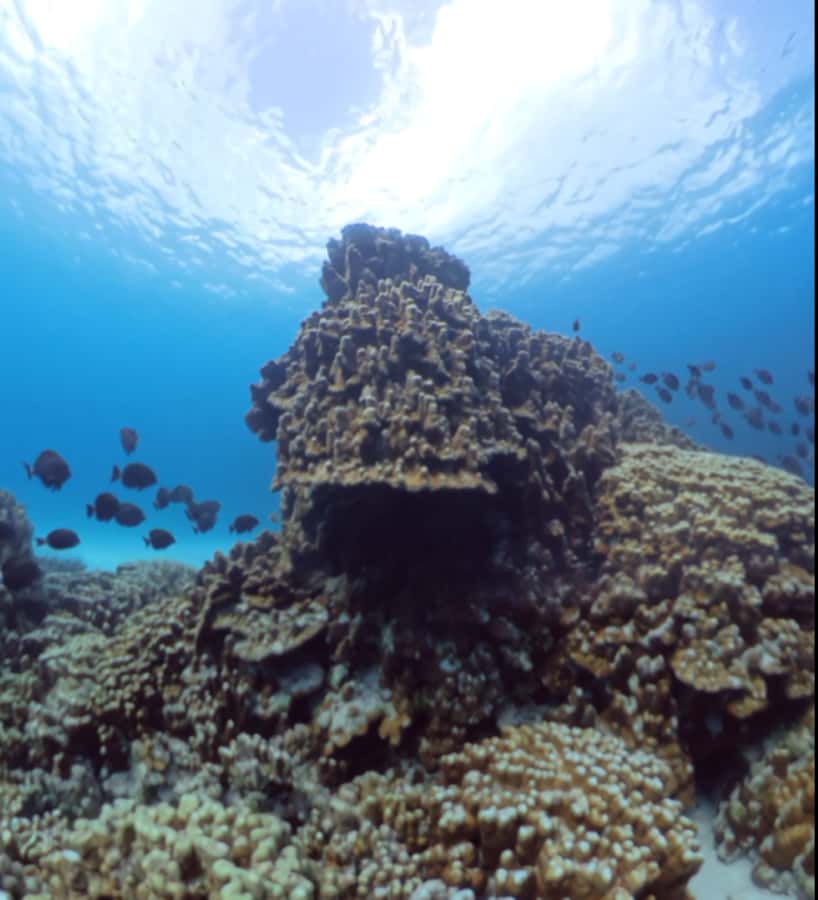 Easter island: Snorqueling tour on coral reefs - Guides who shape the experience