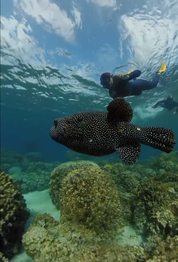 Easter island: Snorqueling tour on coral reefs - Who should book this Rapa Nui swim?