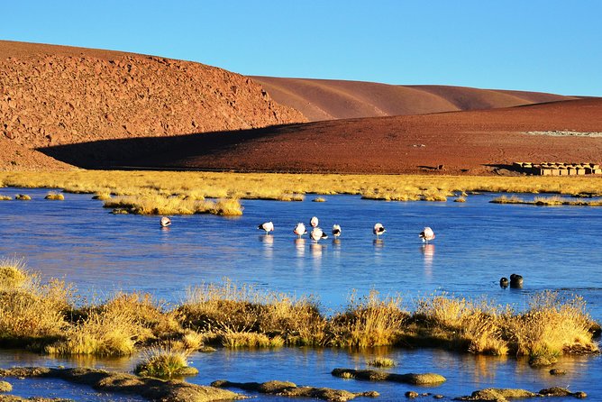 El Tatio Geysers Tour from San Pedro de Atacama - Machuca, a tiny village with a short stop