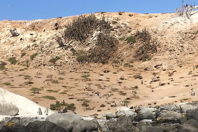 Fr STGO: WILD PENGUINS, SEALION, SANDBOARD, PARAGLIDING & PICNIC - Why the penguin boat trip is the day’s anchor