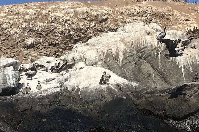 Fr STGO: WILD PENGUINS, SEALION, SANDBOARD, PARAGLIDING & PICNIC - Zapallar and the volcanic rocks of Playa de Zapallar