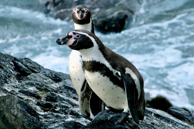 Fr VALPO: WILD PENGUINS, SEALION, SANDBOARD, PARAGLIDING & PICNIC - Key points before you book