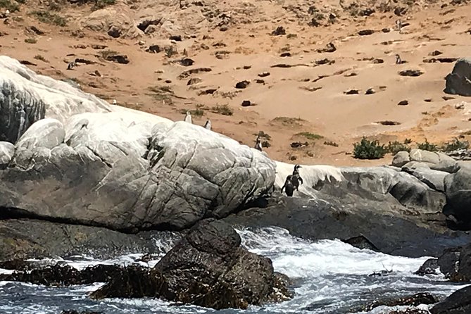 Fr VALPO: WILD PENGUINS, SEALION, SANDBOARD, PARAGLIDING & PICNIC - Who will enjoy this day most