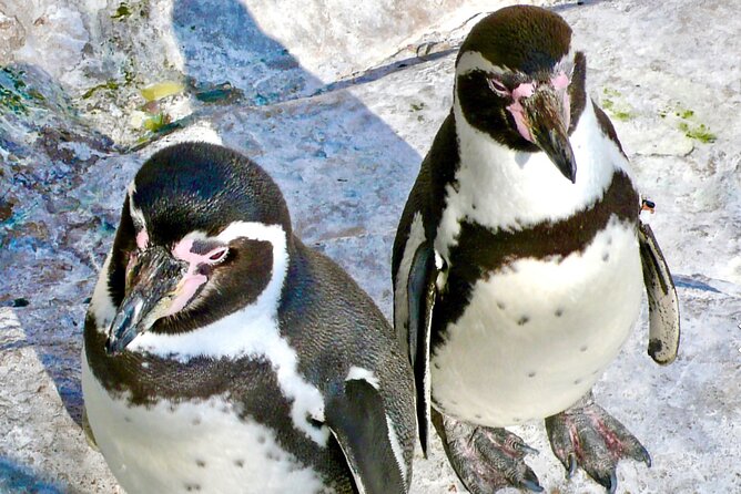 Fr VALPO: WILD PENGUINS, SEALION, SANDBOARD, PARAGLIDING & PICNIC - Lunch above the Pacific at the paragliding school