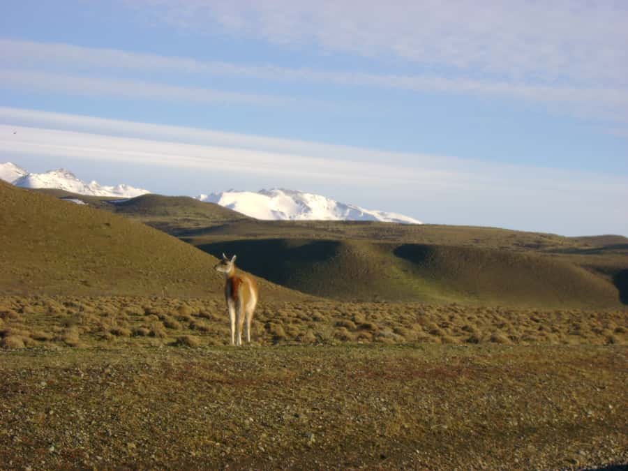 From Puerto Natales: Torres del Paine National Park Trip - Grey Lake and the approach to the glacier