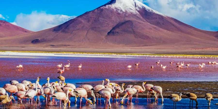 From San Pedro de Atacama: 3 days to Uyuni Salt Flat - Should you book it?