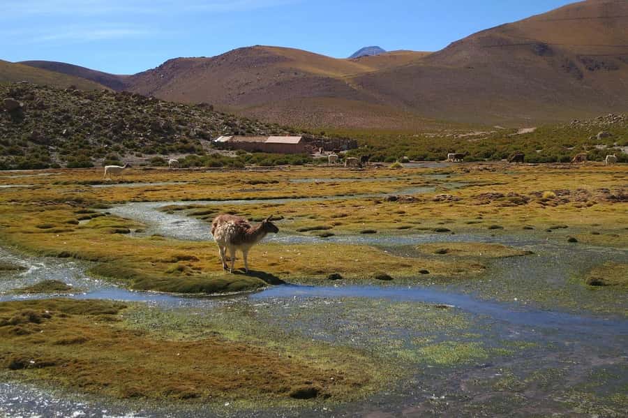 From San Pedro de Atacama: Geysers del Tatio Half-Day Tour - The two-hour ride from San Pedro