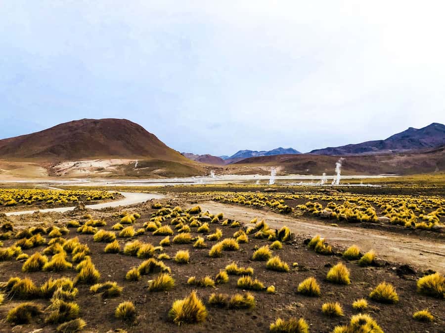 From San Pedro de Atacama: Geysers del Tatio Half-Day Tour - Who will enjoy this morning most
