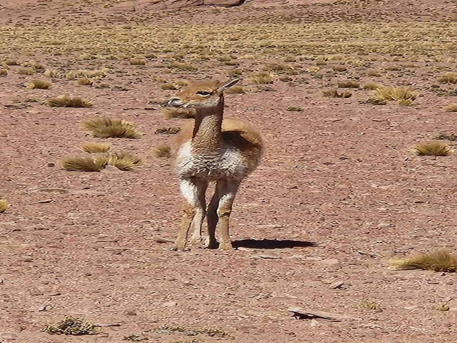 From San Pedro de Atacama: Lagoons and Piedras Reds - Toconao, crafts, and a softer finish