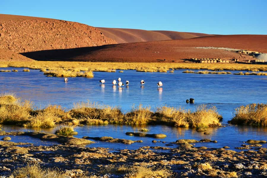 From San Pedro de Atacama: Tatio Geysers and Machuca Tour - Walking among more than 80 geysers