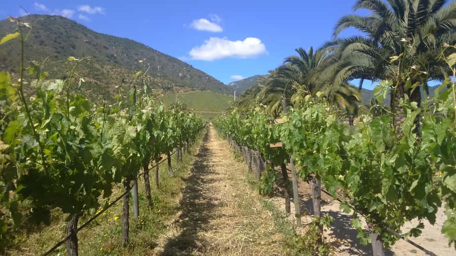 From Santiago: Isla Negra, Pablo Neruda Museum & Winery Tour - Why This Santiago Day Trip Works