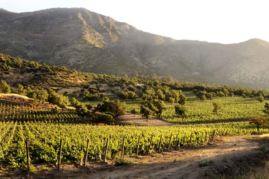 From Santiago: Maipo Valley Wine Tour - What two or three wineries really means