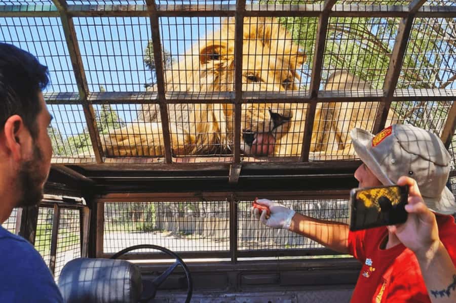 From Santiago: Safari Park, a wild experience - Key points to know before you book