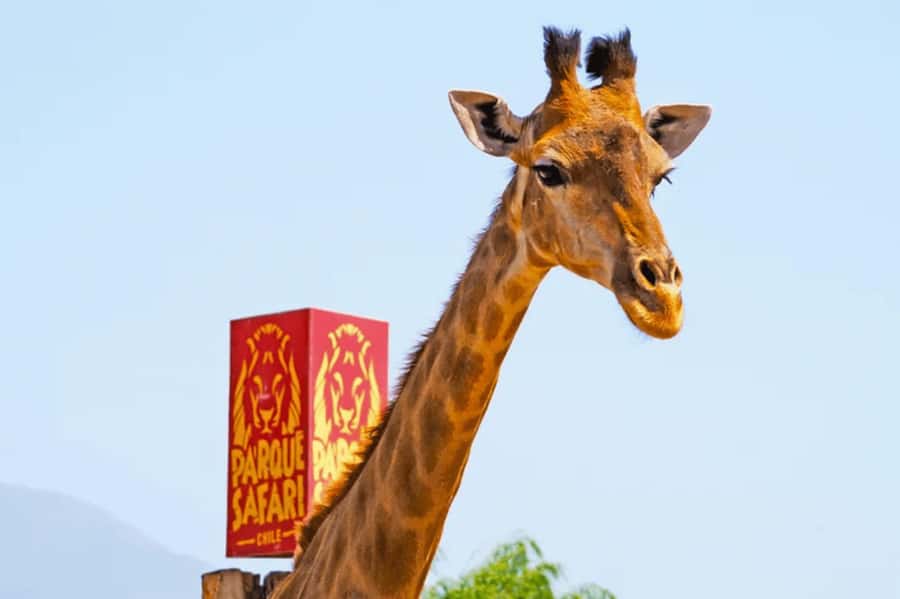 From Santiago: Safari Park, a wild experience - Rehabilitation work adds an important layer