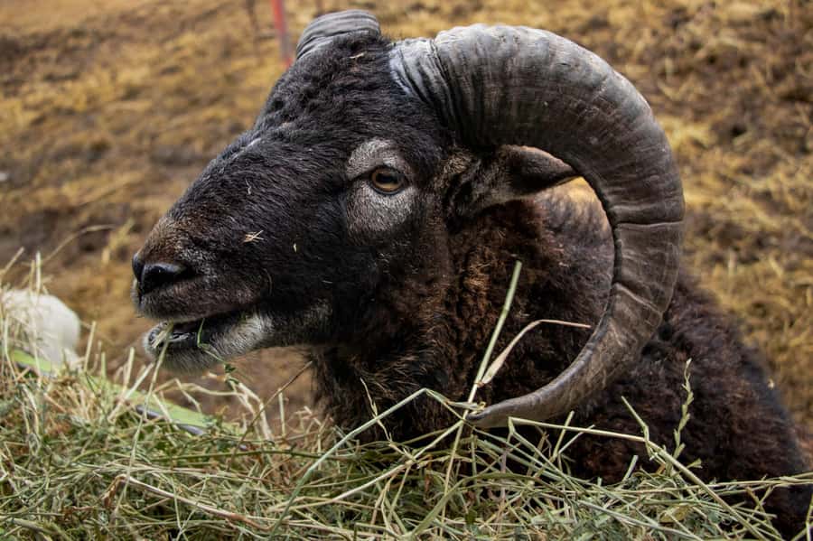 From Santiago: Safari Park, a wild experience - The playground turns the day toward families
