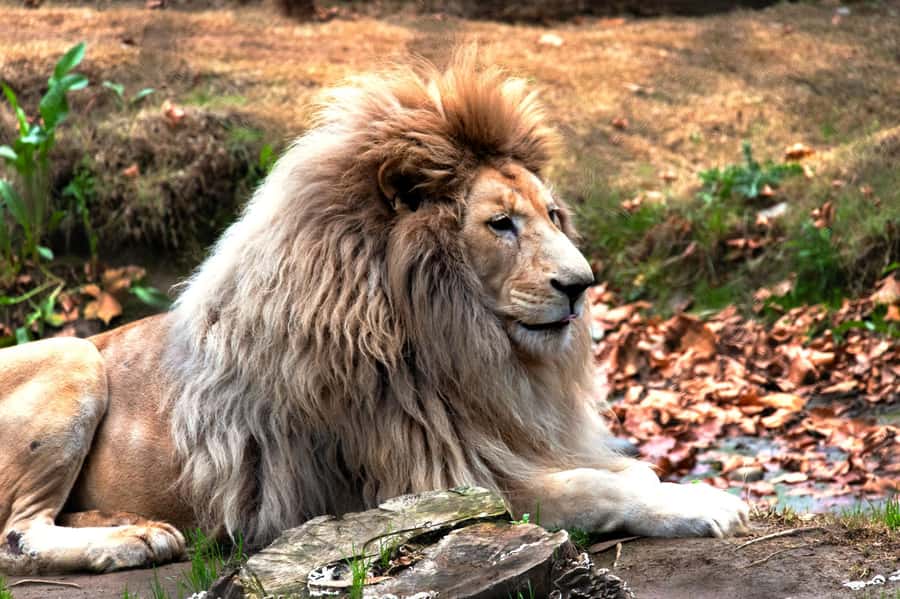 From Santiago: Safari Park, a wild experience - Language, guiding, and the small-group advantage