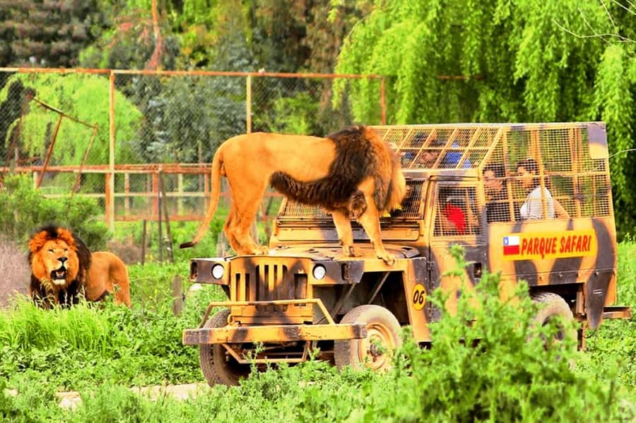 From Santiago: Safari Park, a wild experience - Is $111 a fair price?