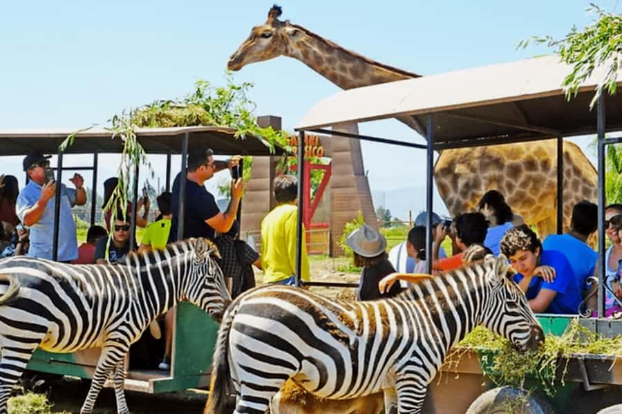 From Santiago: Safari Park, a wild experience - Who will enjoy this day most?