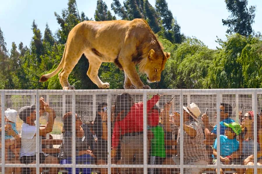 From Santiago: Safari Park, a wild experience - A Chilean breakfast before the animals