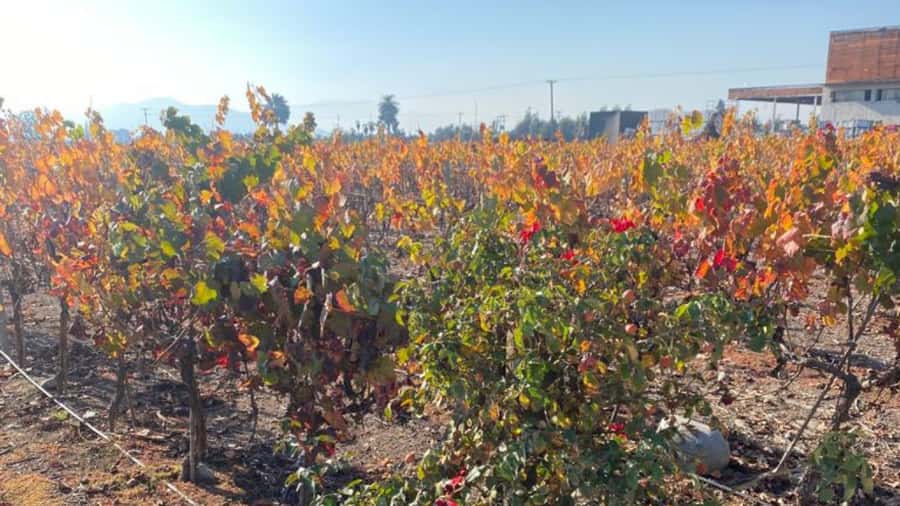 From Santiago: Undurraga Winery Tour with Tasting - Language matters more than the booking page suggests