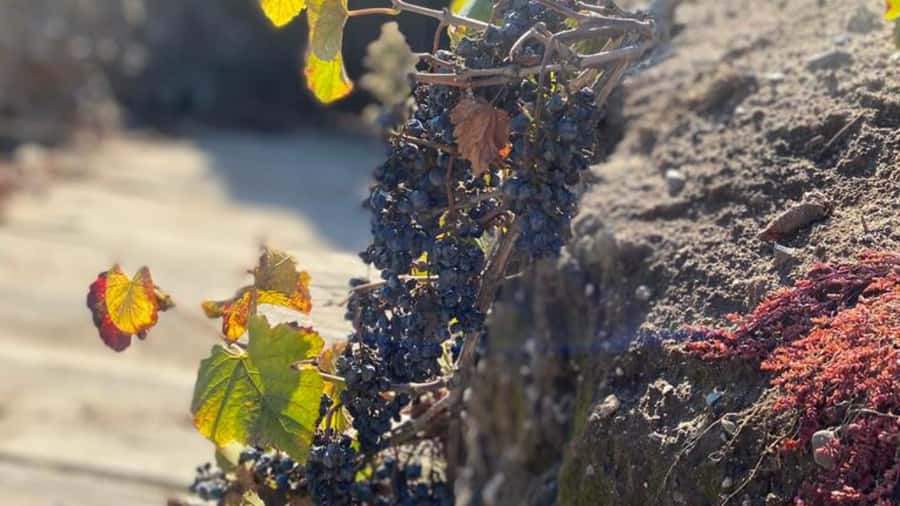 From Santiago: Undurraga Winery Tour with Tasting - Is $86 a fair price?