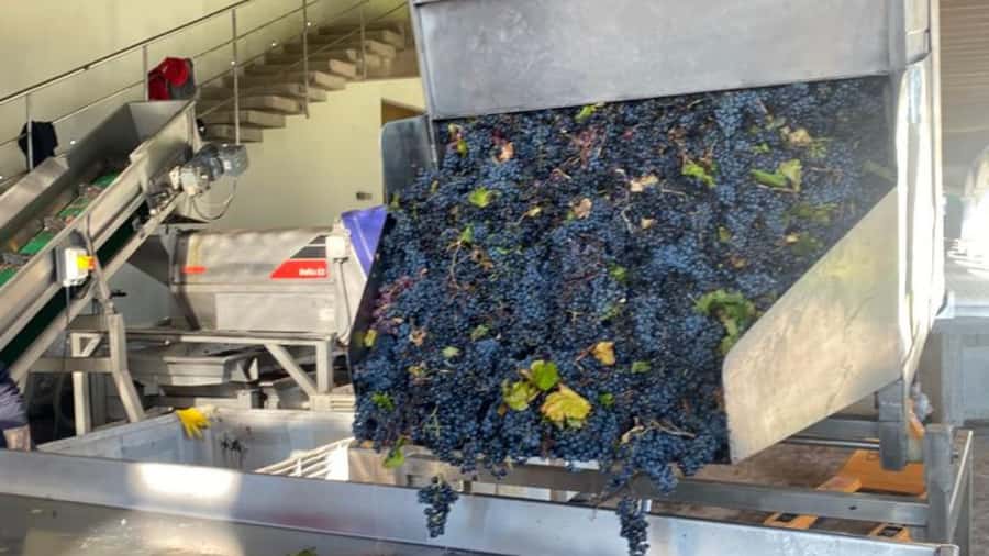 From Santiago: Undurraga Winery Tour with Tasting - Who should book this winery tour?