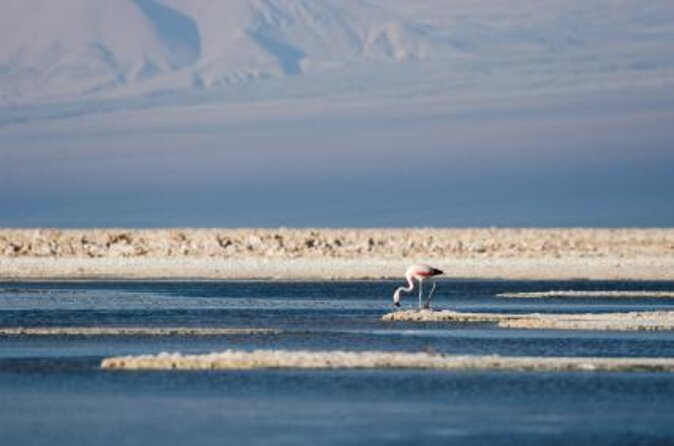 Full Atacama - SORBAC (group tours) - Day three: Piedras Rojas and the high Altiplano