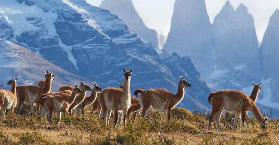 Full-Day Torres del Paine National Park from El Calafate - Grey Glacier and the first big views