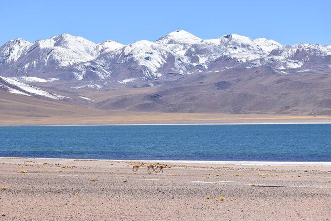 Full Day Tour Piedras Rojas Altiplanic Lagoons Chaxa Lagoon - Marking the Tropic of Capricorn