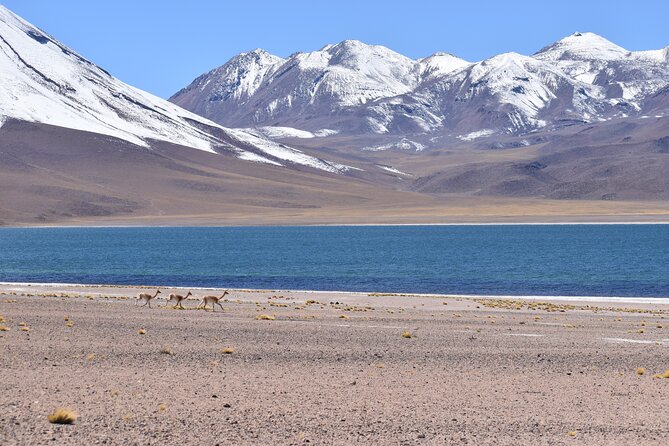 Full Day Tour Piedras Rojas Altiplanic Lagoons Chaxa Lagoon - Three hours among the red rocks at Salar de Aguas Calientes Sur