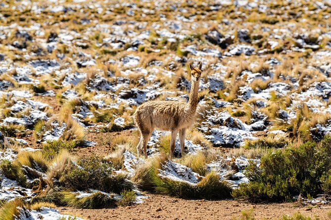Guided tour to the Tatio Geyser breakfast at Geyser Blanco - Why the pre-dawn departure is worth it