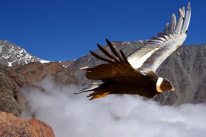 Half Day Private Trip to Valle Nevado with Cheese and Wine Carbon Neutral trip - At a glance