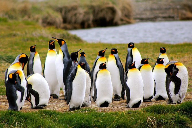 King Penguin Nature Reserve - Tierra del Fuego Island - At a glance: what matters most