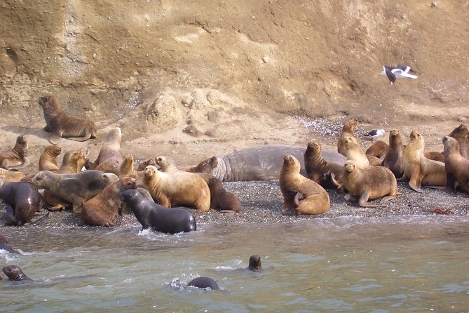 Magdalena Island Penguin Tour by Boat from Punta Arenas - Why Magdalena Island Is Worth the Boat Ride