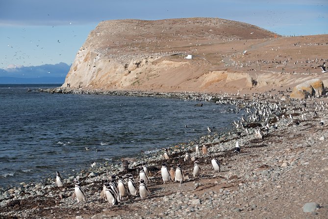 Magdalena Island Penguin Tour by Boat from Punta Arenas - From José Nogueira Street to the Strait of Magellan