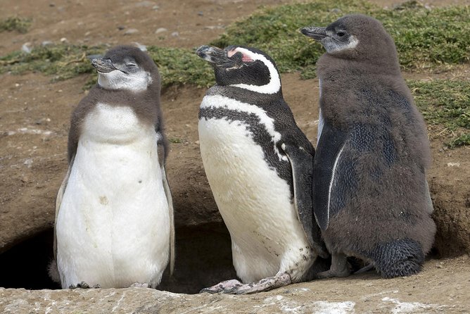 Magdalena Island Penguin Tour by Boat from Punta Arenas - Walking Among the Magellanic Penguins