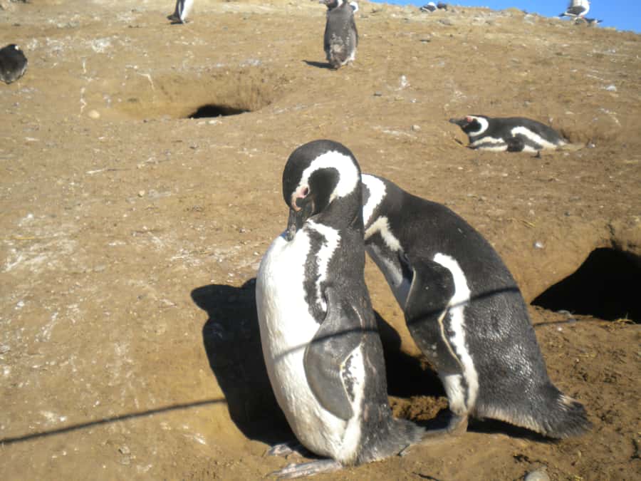 Magdalena Island Penguin Tour by Boat from Punta Arenas - Where the Experience Could Be Smoother
