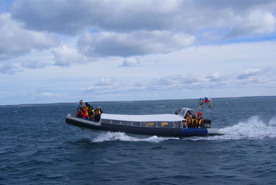 Magdalena Island Penguin Tour by Boat from Punta Arenas - Who Will Enjoy This Most